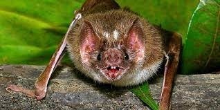 Combien de millilitres de sang une chauve-souris vampire peut-elle boire en une nuit ?