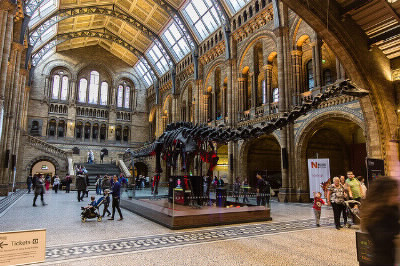 What is the name of the dinosaur in the Natural History Museum ?