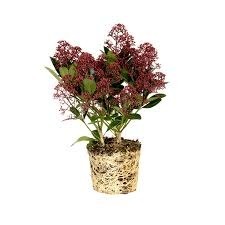 Donnez le nom usuel de cette plante ?