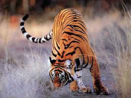 Les tigres sont: