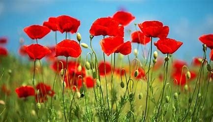 Ces fleurs sont :