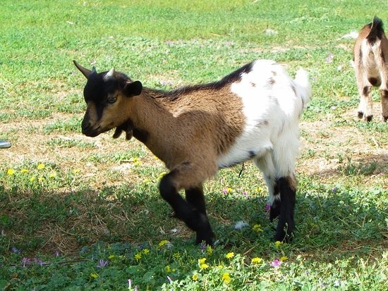 Comment appelle-t-on le petit d'une chèvre ?