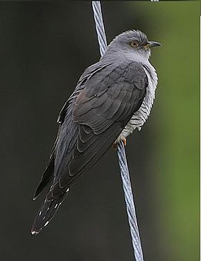 Comment se nomme cet oiseau ?