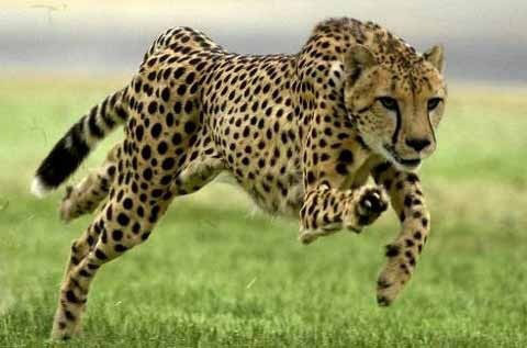 Geoparden er verdens raskeste pattedyr på land. Hvor mye kan den komme opp i?