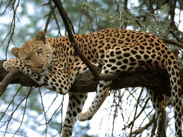 Quelle vitesse un léopard au repos peut-il atteindre en seulement deux secondes ?