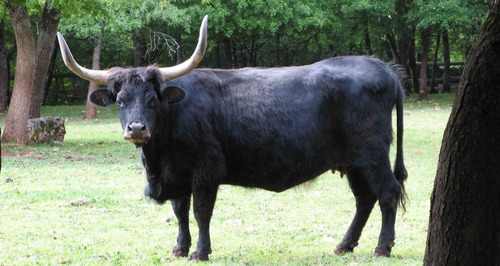 L'ancêtre du boeuf (de la vache) est le tauros.