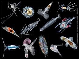 Font partie du zooplancton :
