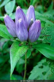 Donnez le nom usuel de cette fleur ?