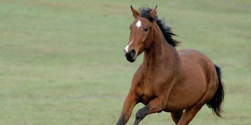 Le terme pour décrire la couleur des poils d'un cheval est : la robe.