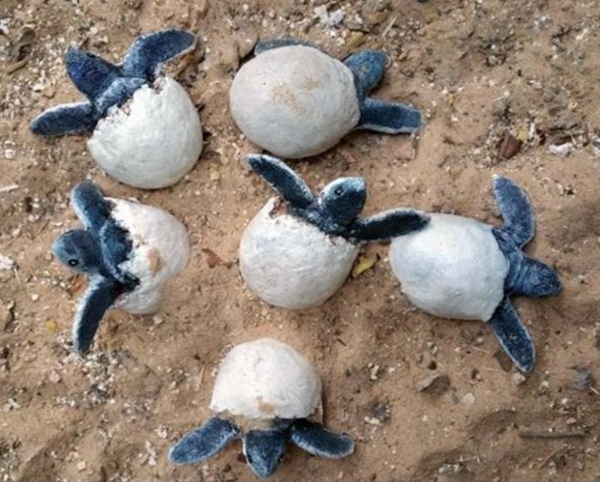 Combien d’œufs une tortue luth fait-elle par ponte ?