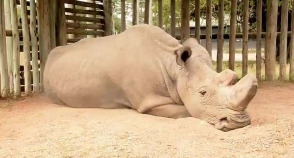En mars 2018, le dernier mâle rhinocéros blanc du Nord est mort, ne laissant plus que deux femelles encore en vie dans cette sous-espèce. Comment s’appelait-il ?