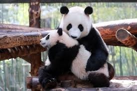 De quel pays les pandas sont-ils originaires ?
