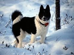 La race de chien Laïka russo-européen est originaire de quel pays?