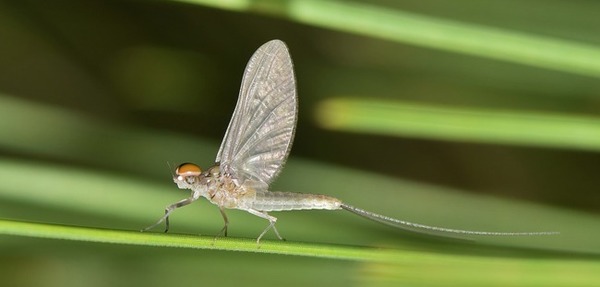 Uelle est la durée de vie d'un éphémère sous forme d'insecte ?