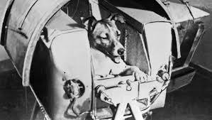 Laika est le premier être vivant à être allé dans l'espace en 1957.