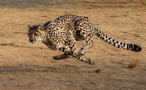 Quelle est la vitesse maximale du guépard ?