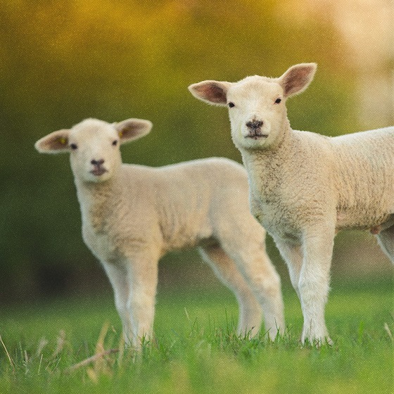 Vrai ou faux ? Le plat traditionnel de Pâques en France est le gigot d’agneau.