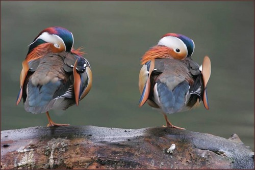 De quelle espèce sont ces canards très colorés ?