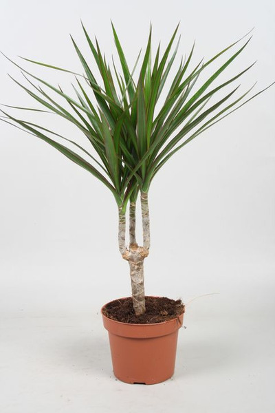 Donnez le nom usuel, le nom botanique et la famille de cette plante ?