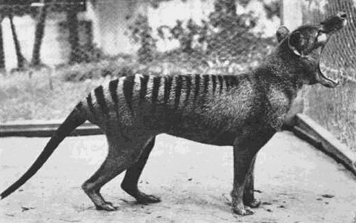 Quel est l'autre nom du Thylacine, hélas disparu aujourd'hui ?