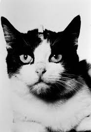 Le 18 octobre 1963, Félicette a été le premier chat à voyager dans l’espace.