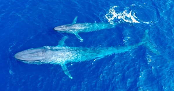 La baleine bleue, aussi appelée rorqual bleu, est à la fois le plus grand (30 m de long !) et le plus lourd (170 tonnes = 170.000 kg !) des animaux de notre planète. Quelle quantité de nourriture consomme-t-elle par jour ?