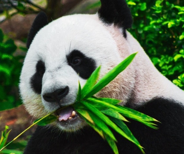 Dans quel type de famille le panda est classé ?