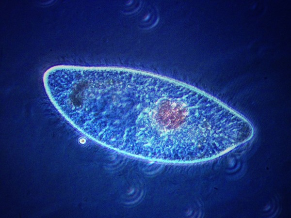 Quels seraient les premiers organismes "vivants" à avoir vécu dans l'eau ?