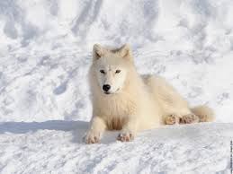 De quelle couleur est le pelage des loups arctiques ?