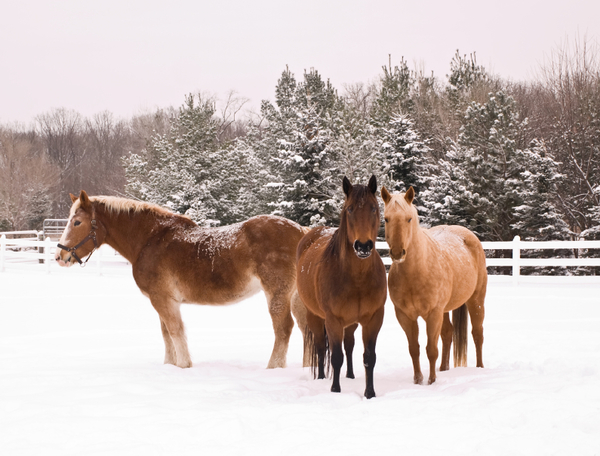 Pour se protéger du froid les chevaux doivent obligatoirement avoir une couverture ?