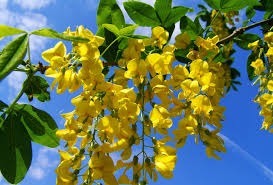 Devine la fleur