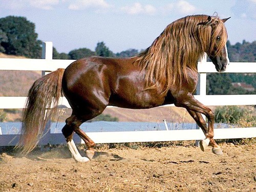 Quelle est la couleur du cheval ?