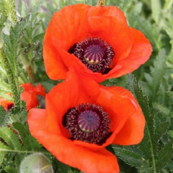 Donnez le nom usuel et le nom botanique de cette fleur ?