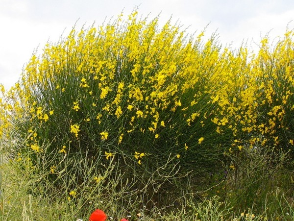 De quelle couleur est le genêt d'Espagne, seule espèce à fleurir durant tout l'été ?