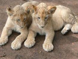 Quel est le nom de la femelle du lion ?