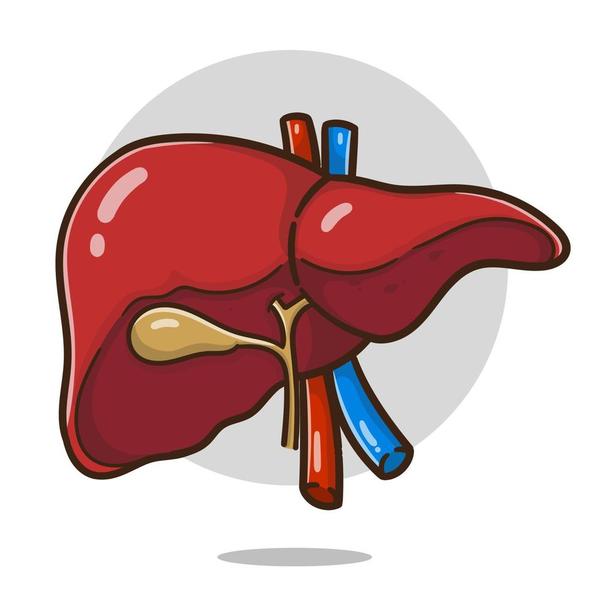 Lequel désigne une organe du corps qui filtre et renouvelle le sang ?