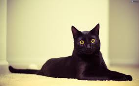 Les chats noirs portent-ils vraiment la poisse ?