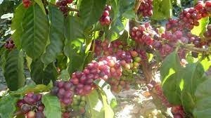 Comment s'appelle le fruit du caféier ?
