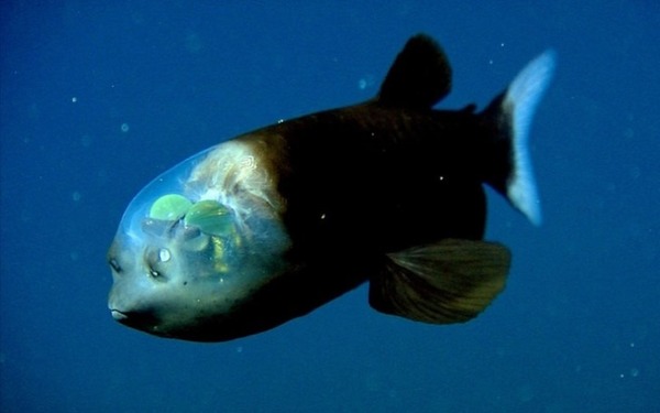 Où se situent les yeux du poisson Macropinna microstoma ?
