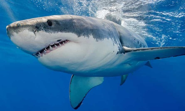 L'animal qui possède la mâchoire la plus puissante est le requin blanc.