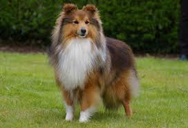Quel est ce chien ?