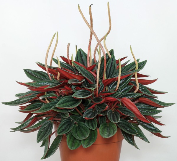 Donnez le nom usuel de cette plante :