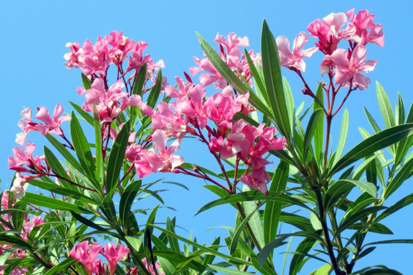 Donnez le nom usuel, le nom botanique et la famille de cette plante ?