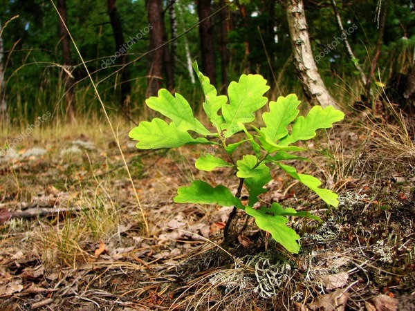 De combien de centimètres s’accroît un jeune chêne chaque année durant ses 60 premières années de sa vie ?