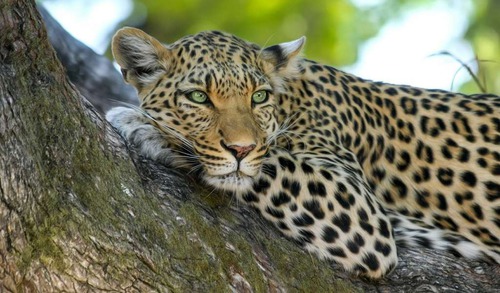 Le léopard est le seul félin qui mange dans les arbres.