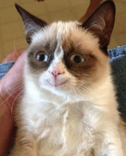 What thing Grumpy cat loves?
