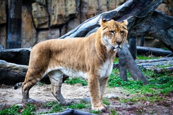 Une tigresse s'accouplant avec un lion donnera naissance à quel animal ?