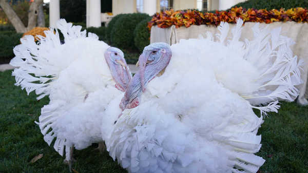 Where two turkeys sleep befor Thanksgiving ?