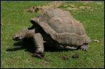 Les tortues géantes de Galapagos détiennent le record de l'espérance de vie animale. Combien peuvent-elles vivre en moyenne ?