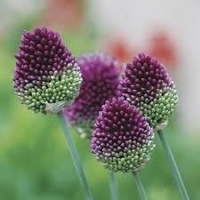 Donnez le nom botanique et la famille de cette plante ?
